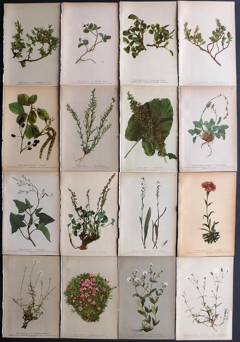 Hartinger, Anton 1897 Lot of 16 Botanical Prints: Chromolithographs Published 1897, Vienna for "Atlas der Alpenflora" by Anton Hartinger. Paper Size: 7.5 x 5 inch (19 x 13cm) Good Condition