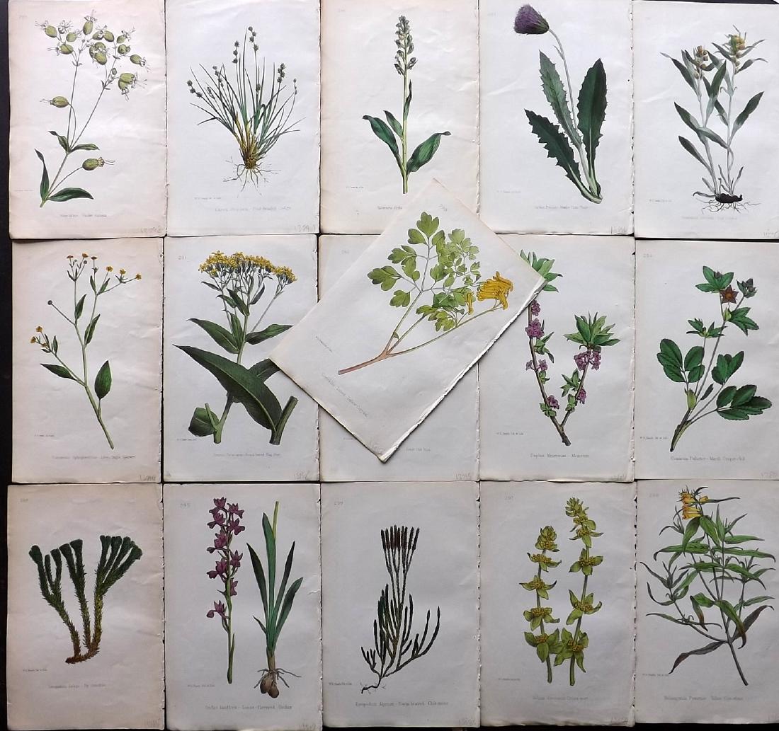 Hogg & Johnson C1870 Lot of 16 HCol Botanical Prints: Hand Coloured Lithographs Published 1863-1880, London for "The Wild Flowers of Great Britain" by Robert Hogg & George W. Johnson. Paper Size: 9 x 5.5 inch (23 x 14cm) Good Condition