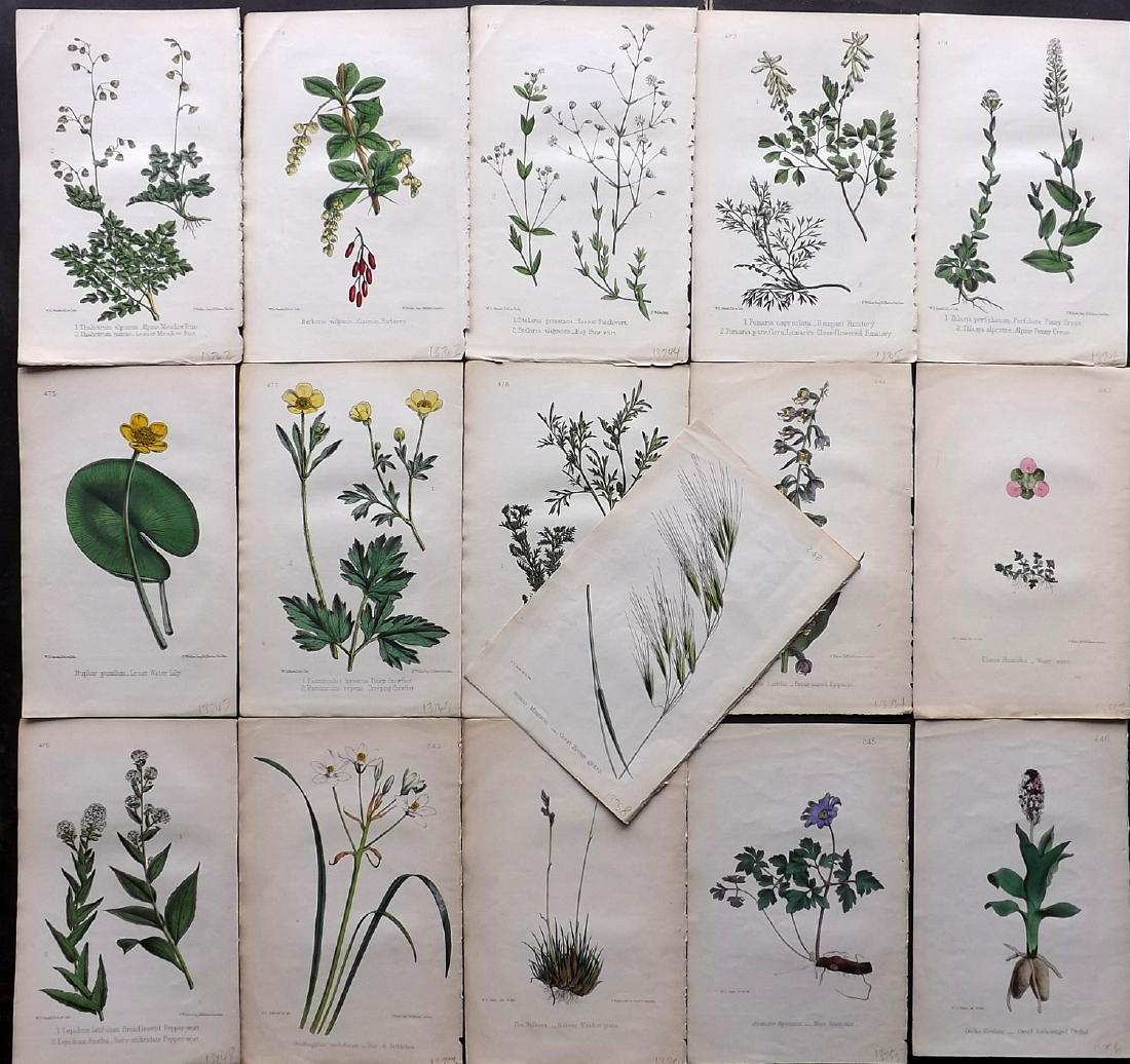 Hogg & Johnson C1870 Lot of 16 HCol Botanical Prints: Hand Coloured Lithographs Published 1863-1880, London for "The Wild Flowers of Great Britain" by Robert Hogg & George W. Johnson. Paper Size: 9 x 5.5 inch (23 x 14cm) Good Condition