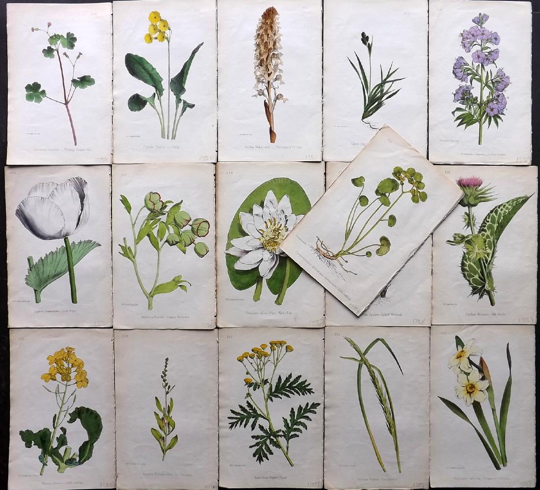 Hogg & Johnson C1870 Lot of 16 HCol Botanical Prints: Hand Coloured Lithographs Published 1863-1880, London for "The Wild Flowers of Great Britain" by Robert Hogg & George W. Johnson. Paper Size: 9 x 5.5 inch (23 x 14cm) Good Condition
