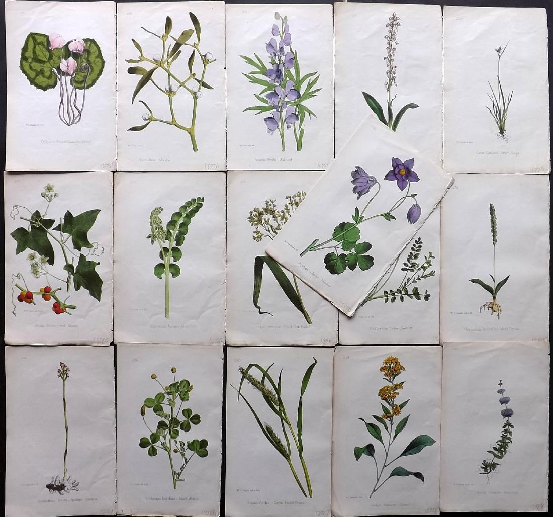Hogg & Johnson C1870 Lot of 16 HCol Botanical Prints: Hand Coloured Lithographs Published 1863-1880, London for "The Wild Flowers of Great Britain" by Robert Hogg & George W. Johnson. Paper Size: 9 x 5.5 inch (23 x 14cm) Good Condition