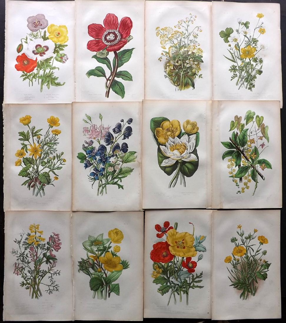 Pratt, Anne 1889 Lot 12 Botanical Prints. Peony Poppy (1 of 2)