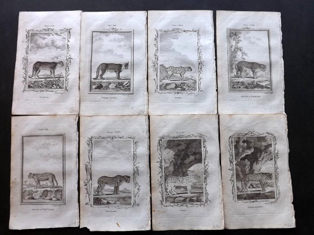 Buffon, Comte de 1785 Lot of 8 Prints. Big Cats (1 of 2)