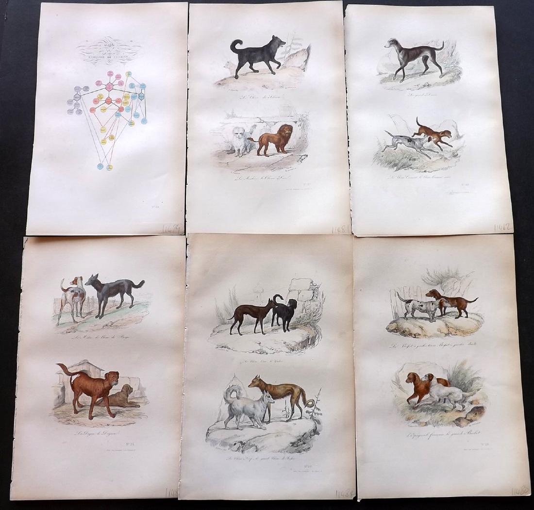 Buffon, Comte de 1857 Lot of 6 Hand Col Dog Prints (1 of 2)