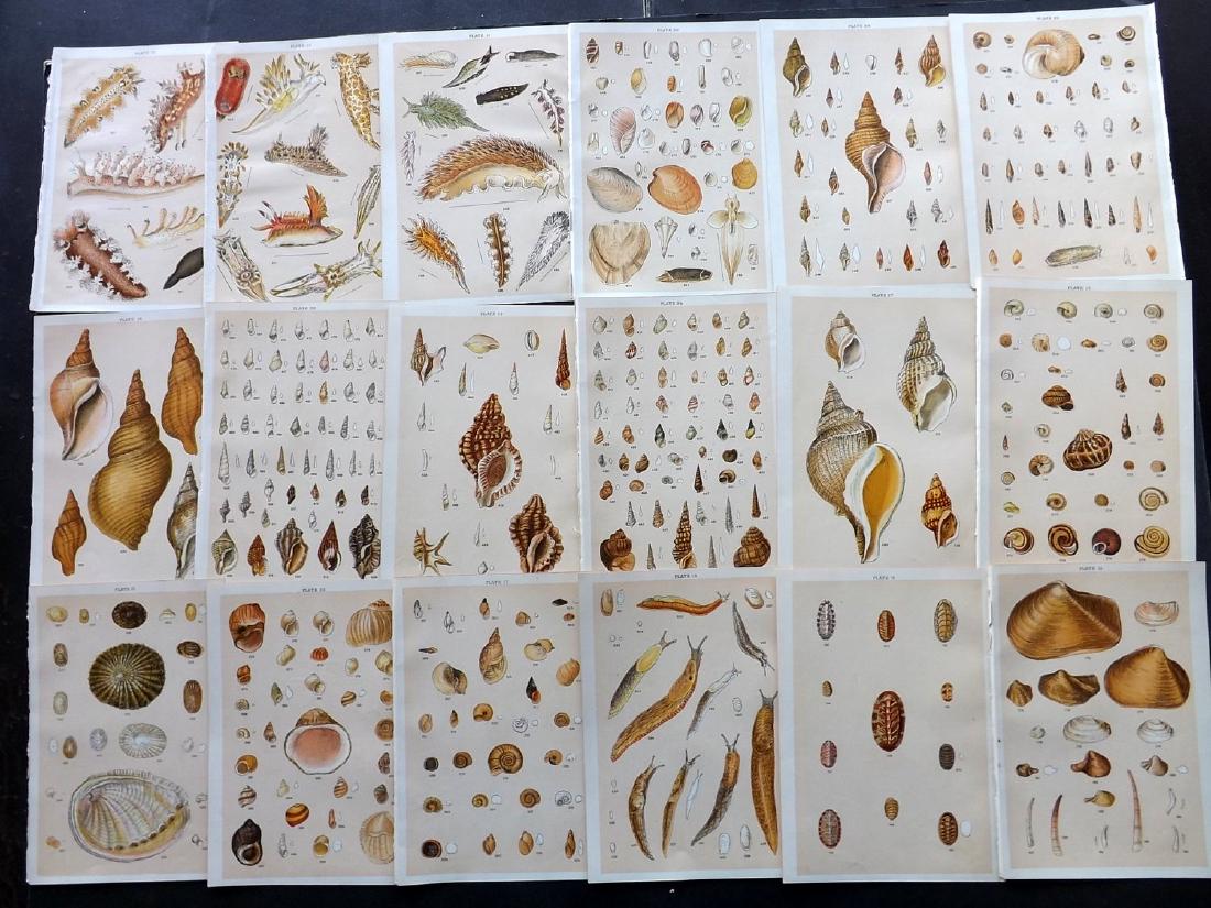 Gordon, W. J. C1900 Lot of 33 Shell Prints (1 of 2)