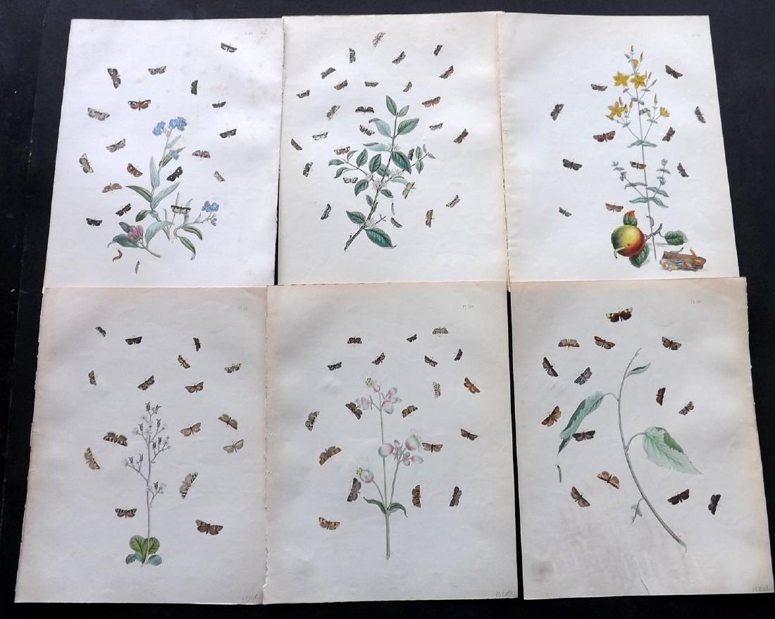 Humphreys & Westwood 1845 Lot of 6 HC Moth Prints: Hand Coloured Lithographs Published 1845, London for "British Moths and Their Transformations" by Henry Noel Humphreys & John Obadiah Westwood. Paper Size: 10.5 x 8 inch (27 x 21cm) One with small mar