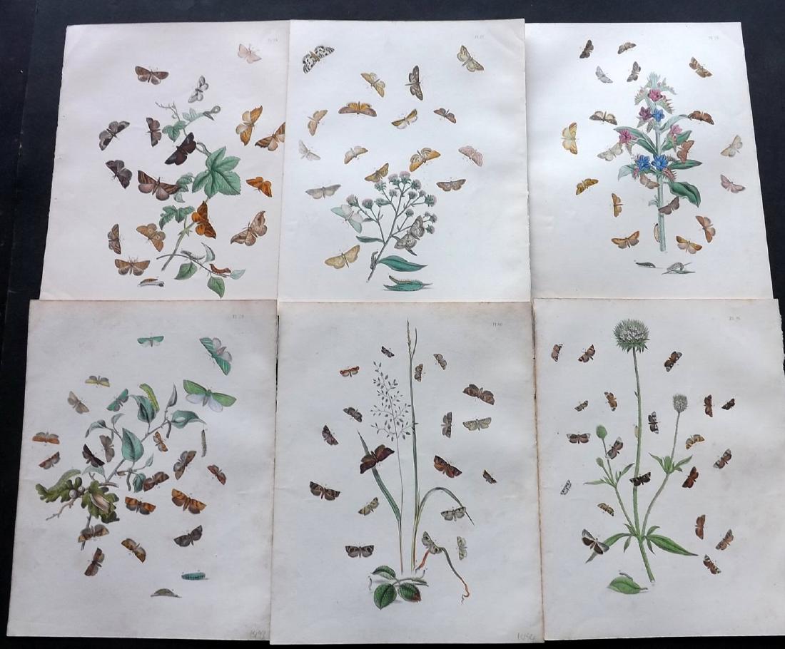 Humphreys & Westwood 1845 Lot of 6 HC Moth Prints: Hand Coloured Lithographs Published 1845, London for "British Moths and Their Transformations" by Henry Noel Humphreys & John Obadiah Westwood. Paper Size: 10.5 x 8 inch (27 x 21cm) Minor background t