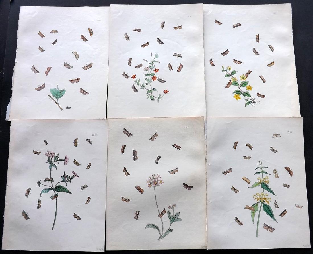 Humphreys & Westwood 1845 Lot of 6 HC Moth Prints: Hand Coloured Lithographs Published 1845, London for "British Moths and Their Transformations" by Henry Noel Humphreys & John Obadiah Westwood. Paper Size: 10.5 x 8 inch (27 x 21cm) Minor background t