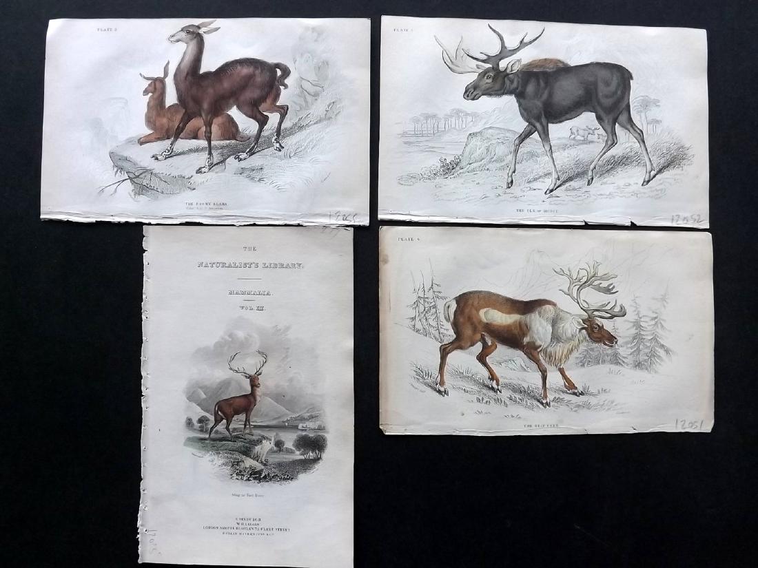 Jardine, William C1840 Lot of 4 HC Prints. Elk Reindeer (1 of 1)