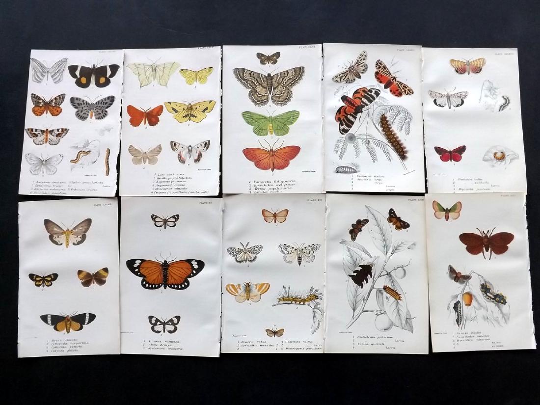 Lloyds's 1897 Lot of 12 Antique Moth Prints (1 of 2)