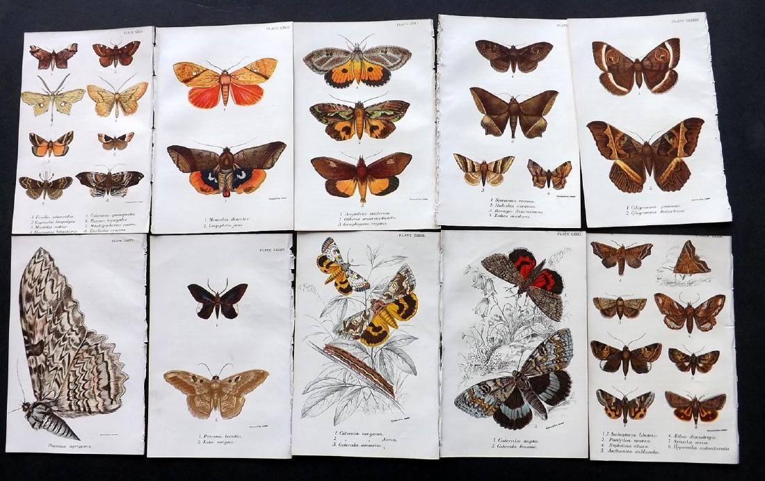 Lloyds's 1897 Lot of 12 Antique Moth Prints (1 of 2)