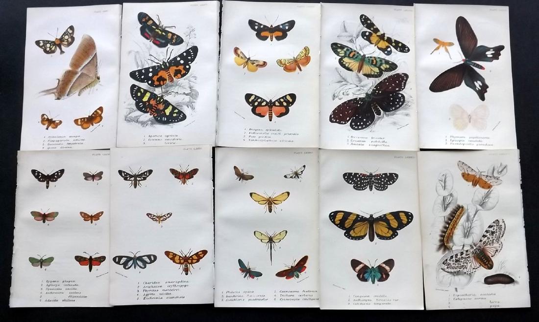 Lloyds's 1897 Lot of 12 Antique Moth Prints (1 of 2)