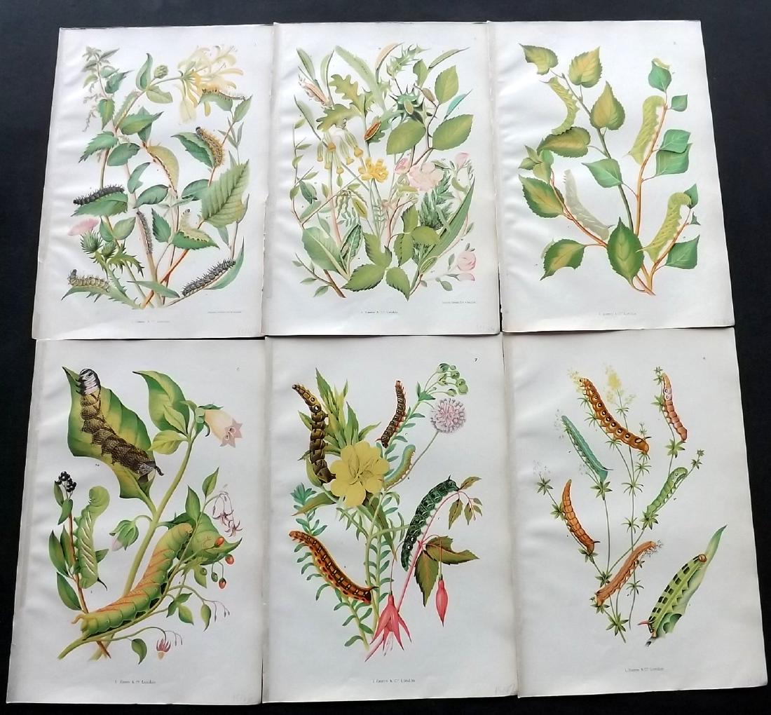 Wilson, O & E 1880 Lot of 6 Larvaea & Botanical Prints: Chromolithographs Published 1880, London for "The Larvae of the British Lepidoptera and their Food Plants" by Owen S. Wilson. Illustrated by Eleanora Wilson. Paper Size: 10 x 7 inch (25 x 18cm) Good C
