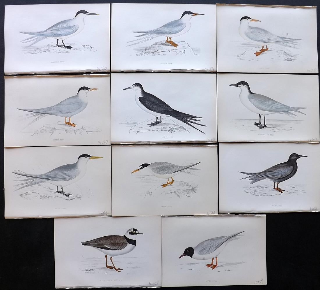 Morris, Francis 1867 Lot of 11 Hand Col Bird Prints: Woodblocks Published 1863-67, London for "A History of British Birds" by the Rev. F. O. Morris. Printed in colours and finished by Benjamin Fawcett. Paper Size: 7.5 x 5 inch (19 x 14cm) Good Condition