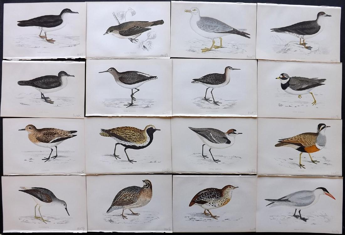 Morris, Francis 1867 Lot of 16 Hand Col Bird Prints: Woodblocks Published 1863-67, London for "A History of British Birds" by the Rev. F. O. Morris. Printed in colours and finished by Benjamin Fawcett. Paper Size: 7.5 x 5 inch (19 x 14cm) Good Condition