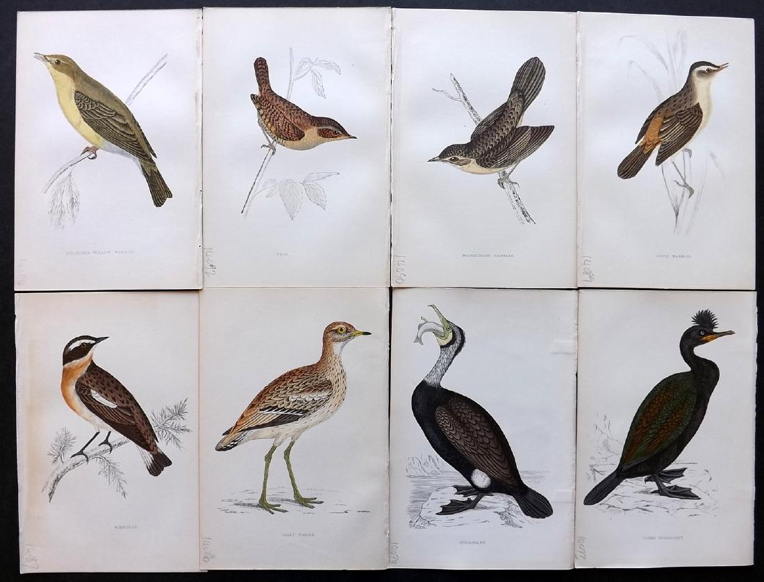 Morris, Francis 1867 Lot of 8 Hand Col Bird Prints: Woodblocks Published 1863-67, London for "A History of British Birds" by the Rev. F. O. Morris. Printed in colours and finished by Benjamin Fawcett. Paper Size: 7.5 x 5 inch (19 x 14cm) Good Condition