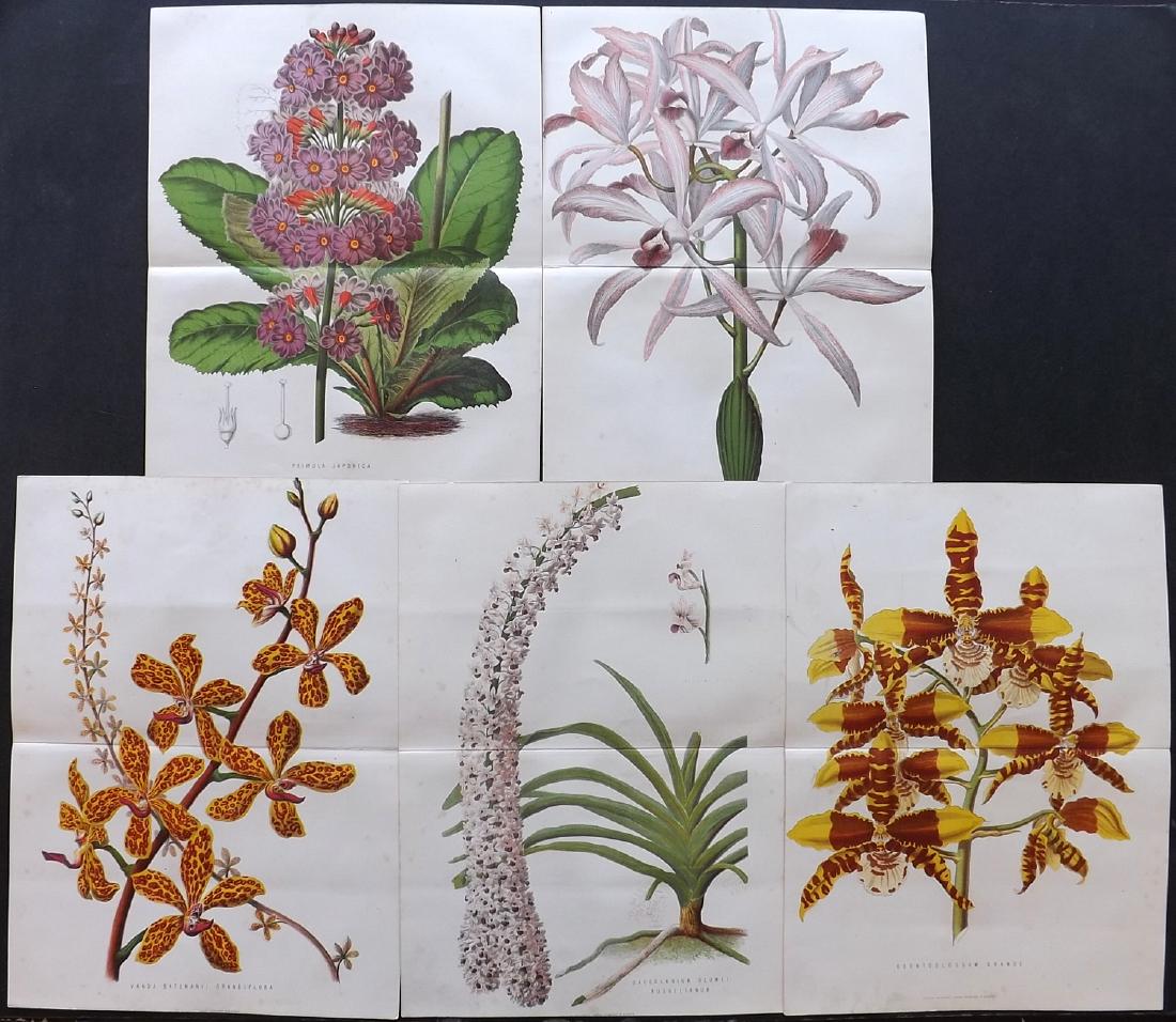 Anderson, James 1871 Lot of 5 Double Botanical Prints (1 of 2)