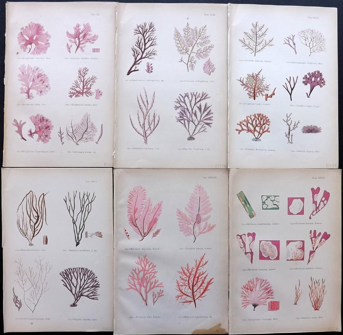 Gatty, Mrs Alfred 1872 Lot of 6 Seaweed Prints (1 of 2)