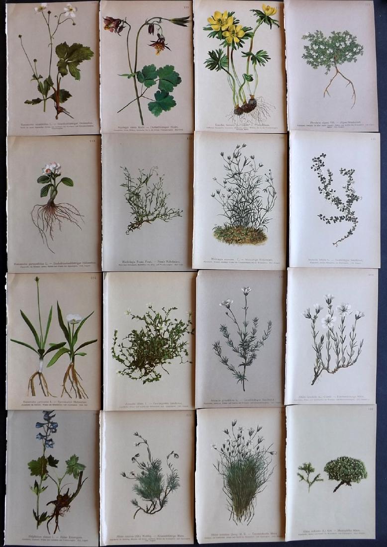 Hartinger, Anton 1897 Lot of 16 Botanical Prints: Chromolithographs Published 1897, Vienna for "Atlas der Alpenflora" by Anton Hartinger. Paper Size: 7.5 x 5 inch (19 x 13cm) Good Condition