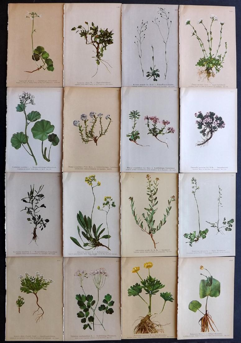 Hartinger, Anton 1897 Lot of 16 Botanical Prints: Chromolithographs Published 1897, Vienna for "Atlas der Alpenflora" by Anton Hartinger. Paper Size: 7.5 x 5 inch (19 x 13cm) Good Condition