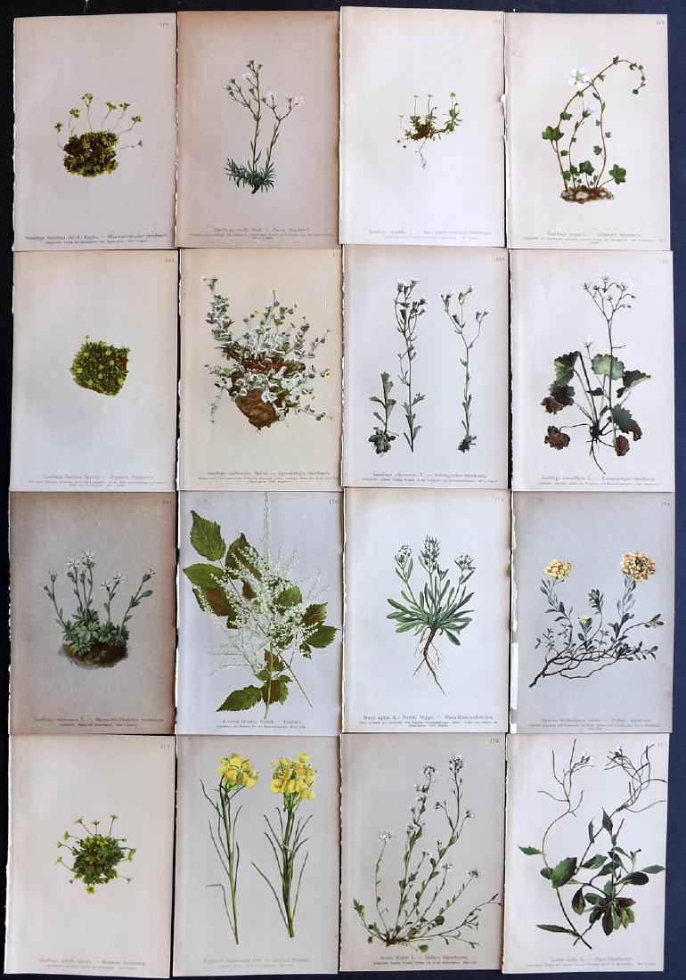 Hartinger, Anton 1897 Lot of 16 Botanical Prints: Chromolithographs Published 1897, Vienna for "Atlas der Alpenflora" by Anton Hartinger. Paper Size: 7.5 x 5 inch (19 x 13cm) Good Condition