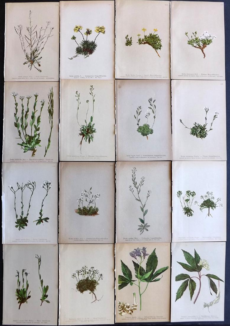 Hartinger, Anton 1897 Lot of 16 Botanical Prints: Chromolithographs Published 1897, Vienna for "Atlas der Alpenflora" by Anton Hartinger. Paper Size: 7.5 x 5 inch (19 x 13cm) Good Condition
