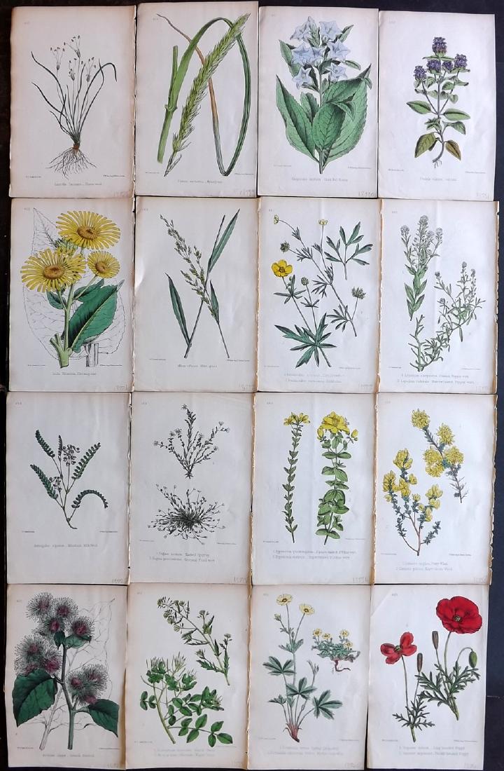 Hogg & Johnson C1870 Lot of 16 HCol Botanical Prints: Hand Coloured Lithographs Published 1863-1880, London for "The Wild Flowers of Great Britain" by Robert Hogg & George W. Johnson. Paper Size: 9 x 5.5 inch (23 x 14cm) Good Condition