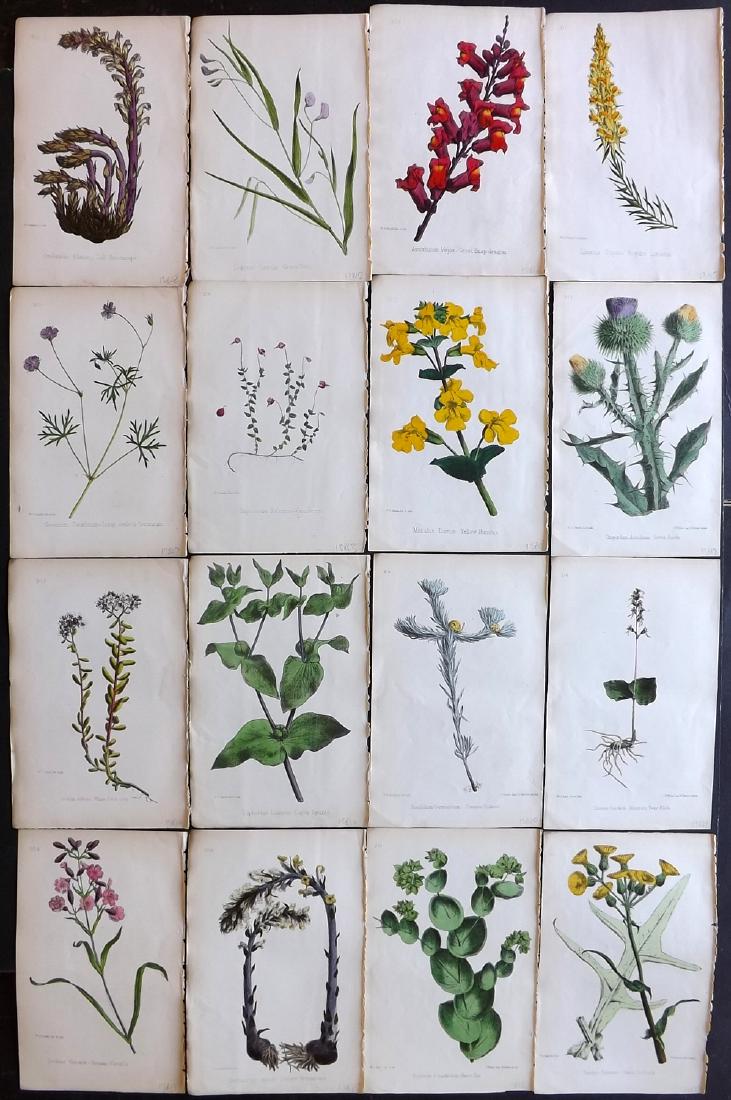 Hogg & Johnson C1870 Lot of 16 HCol Botanical Prints: Hand Coloured Lithographs Published 1863-1880, London for "The Wild Flowers of Great Britain" by Robert Hogg & George W. Johnson. Paper Size: 9 x 5.5 inch (23 x 14cm) Good Condition