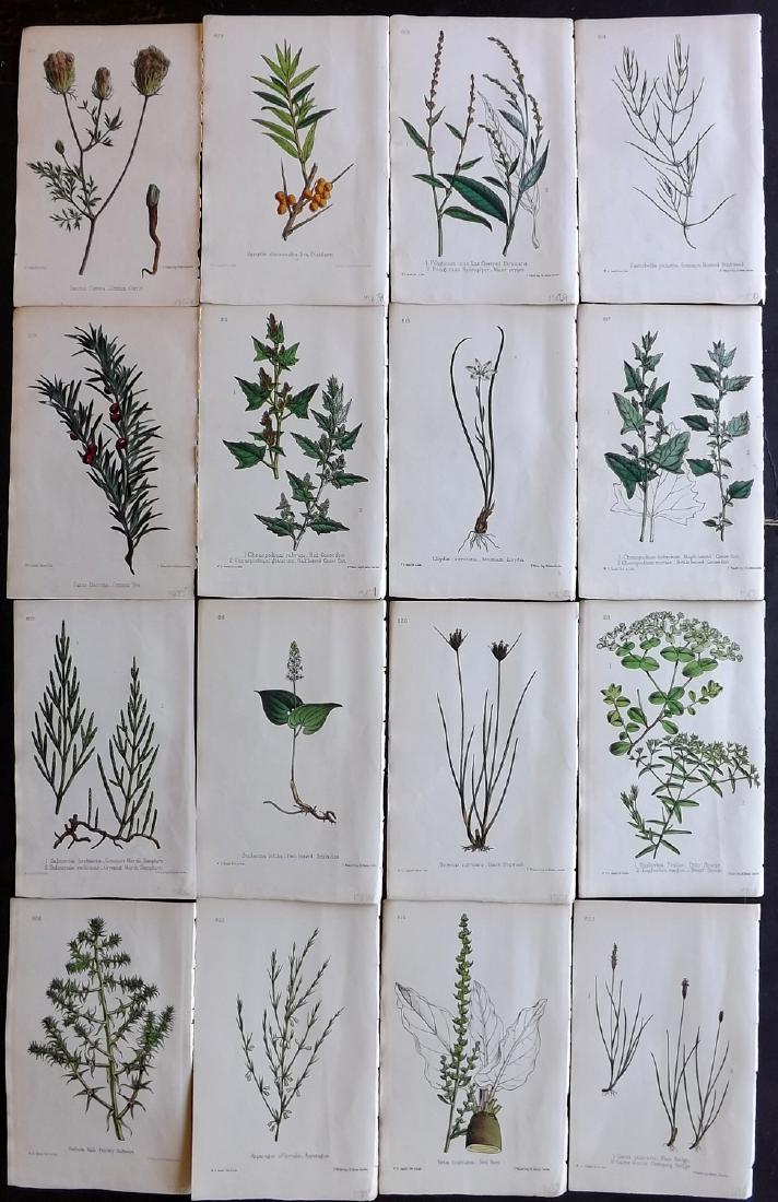 Hogg & Johnson C1870 Lot of 16 HCol Botanical Prints: Hand Coloured Lithographs Published 1863-1880, London for "The Wild Flowers of Great Britain" by Robert Hogg & George W. Johnson. Paper Size: 9 x 5.5 inch (23 x 14cm) Good Condition
