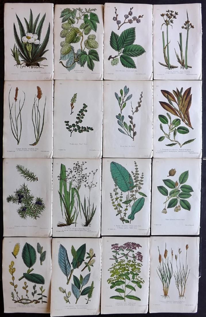 Hogg & Johnson C1870 Lot of 16 HCol Botanical Prints: Hand Coloured Lithographs Published 1863-1880, London for "The Wild Flowers of Great Britain" by Robert Hogg & George W. Johnson. Paper Size: 9 x 5.5 inch (23 x 14cm) Good Condition