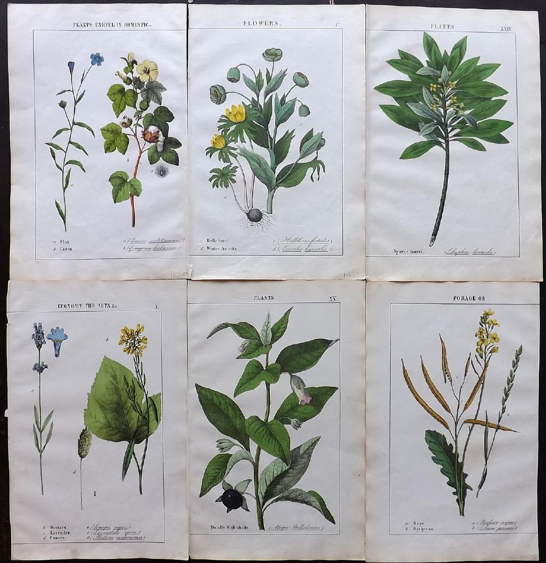 Yonge, Charlotte 1857 Lot of 6 Hand Col Botanicals: Lithograph Published 1857, Edinburgh for "The Instructive Picture Book. Or Lessons from the Vegetable World" by Charlotte Mary Yonge. Fine hand colour as issued. Paper Size: 12.5 x 8 inch (32 x 21cm)