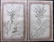 Mixed Prints 19th Century Lot of 50. Botanical etc - 3
