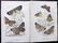 Mixed Prints 19th Century Lot of 50. Botanical etc - 4