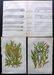 Mixed Prints 19th Century Lot of 50. Botanical etc - 7
