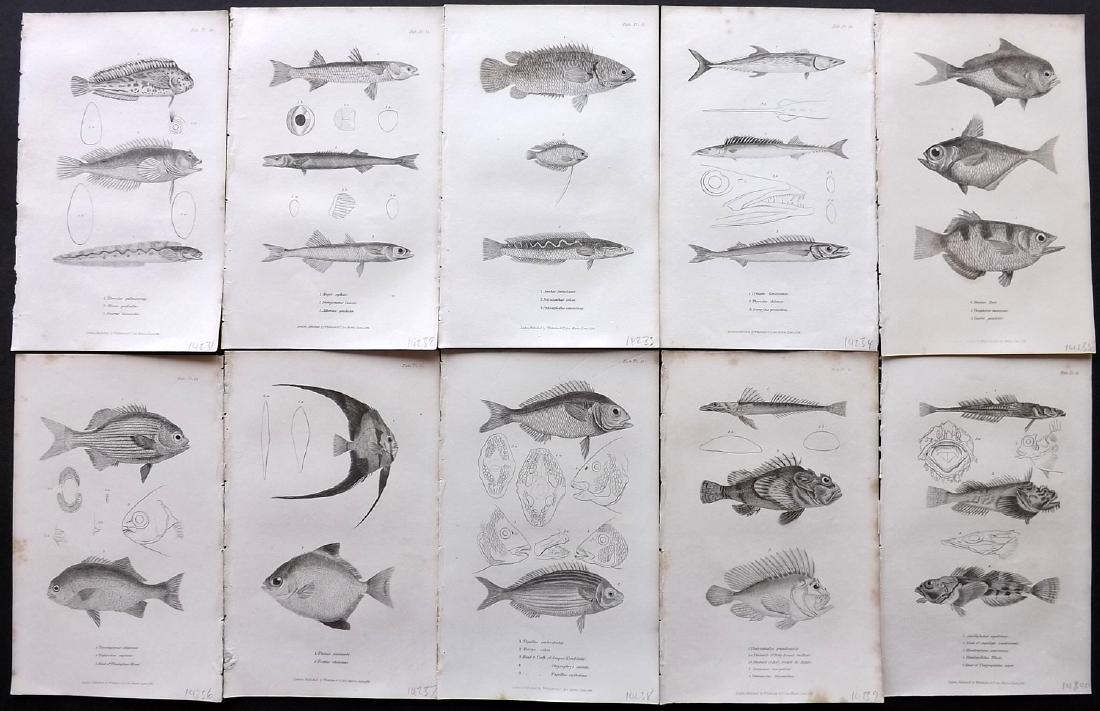 Cuvier, Baron C1830 Lot of 10 Prints. Fish (1 of 2)