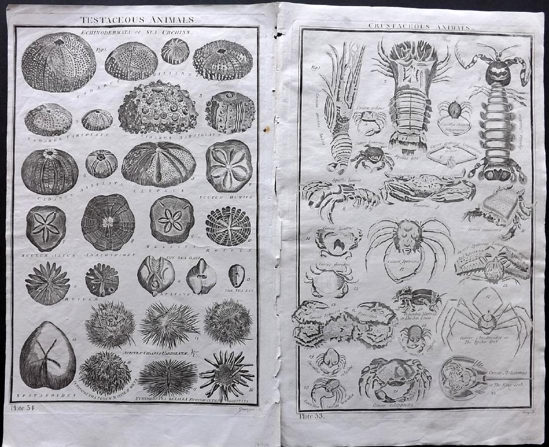 Howard, George 1796 Pair of Folio Prints. Lobster, Crab (1 of 2)