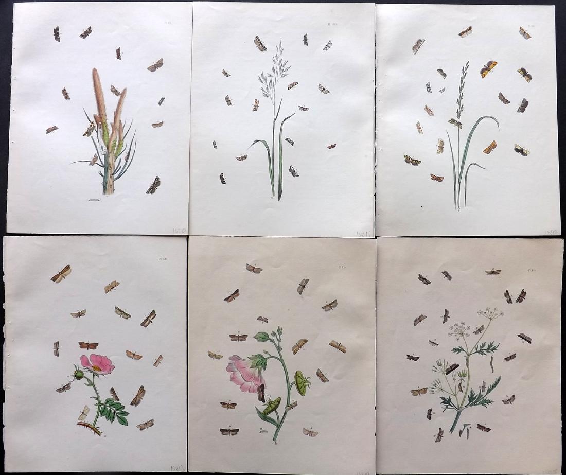 Humphreys & Westwood 1845 Lot of 6 HC Moth Prints: Hand Coloured Lithographs Published 1845, London for "British Moths and Their Transformations" by Henry Noel Humphreys & John Obadiah Westwood. Paper Size: 10.5 x 8 inch (27 x 21cm) Minor background t