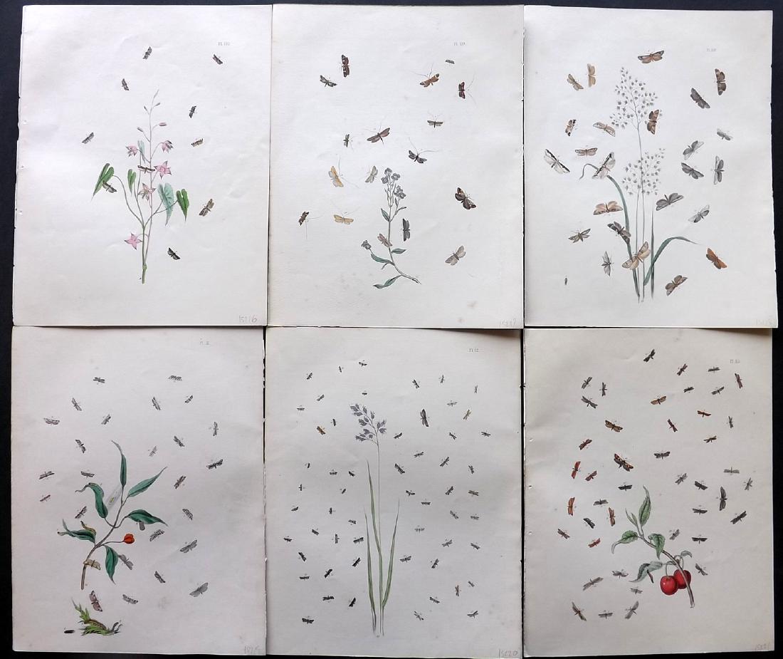Humphreys & Westwood 1845 Lot of 6 HC Moth Prints: Hand Coloured Lithographs Published 1845, London for "British Moths and Their Transformations" by Henry Noel Humphreys & John Obadiah Westwood. Paper Size: 10.5 x 8 inch (27 x 21cm) Minor background t