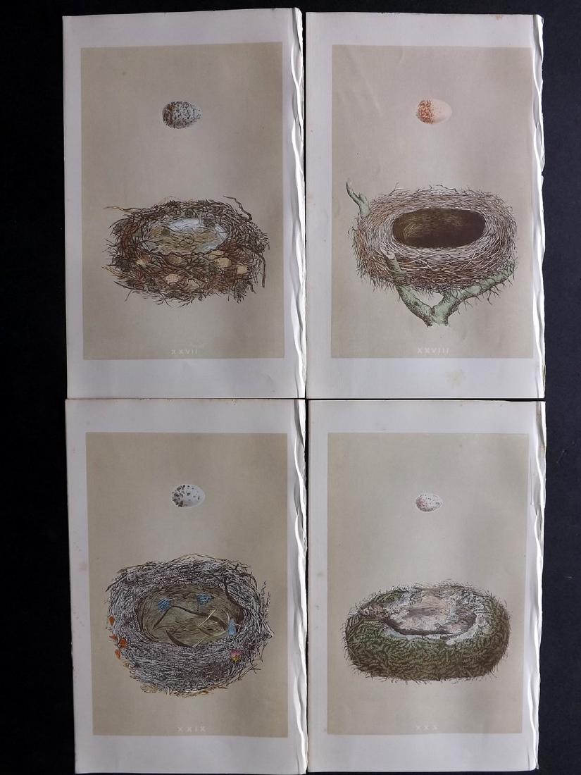 Morris, Francis 1864 Lot of 4 Bird Nest Prints: Woodblocks Published 1863-64, London for "A Natural History of the Nests and Eggs of British Birds" By the Rev. F. O. Morris, printed Benjamin Fawcett. Printed in colours and finished by hand. With ac