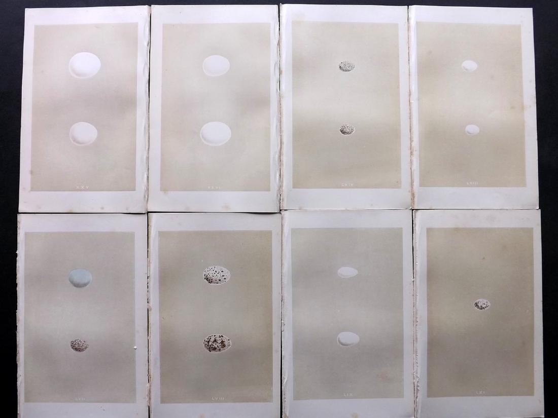 Morris, Francis 1864 Lot of 8 Bird Egg Prints: Woodblocks Published 1863-64, London for "A Natural History of the Nests and Eggs of British Birds" By the Rev. F. O. Morris, printed Benjamin Fawcett. Printed in colours and finished by hand. With ac