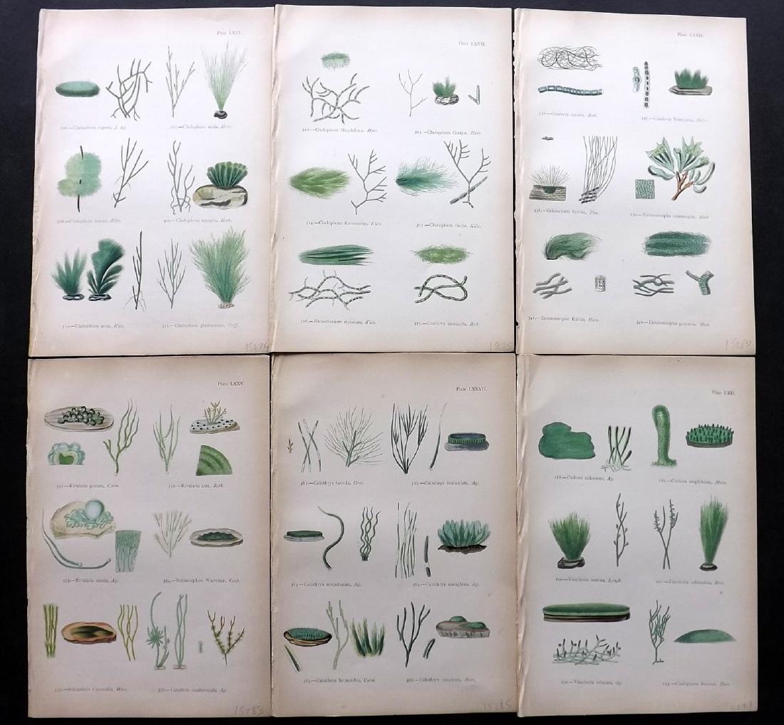 Gatty, Mrs Alfred 1872 Lot of 6 Seaweed Prints (1 of 1)