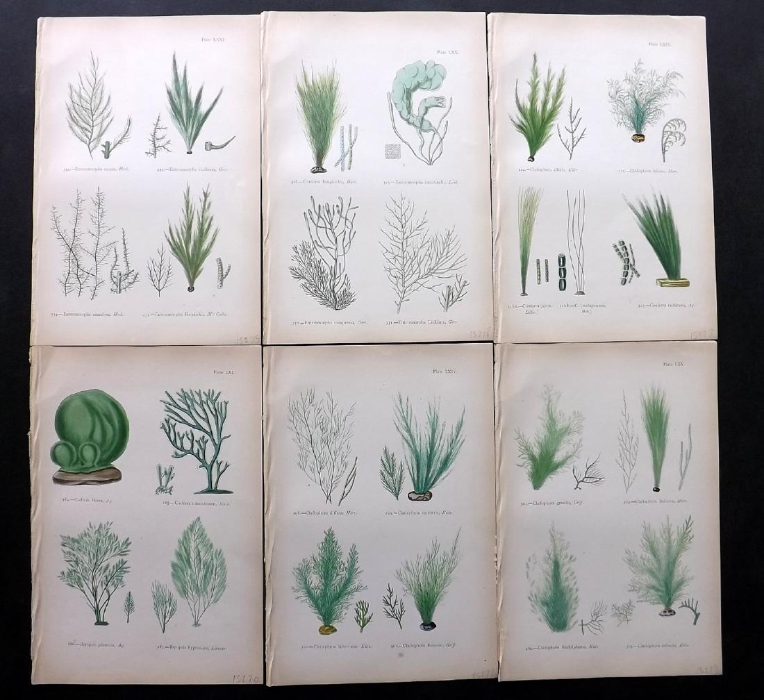 Gatty, Mrs Alfred 1872 Lot of 6 Seaweed Prints (1 of 2)