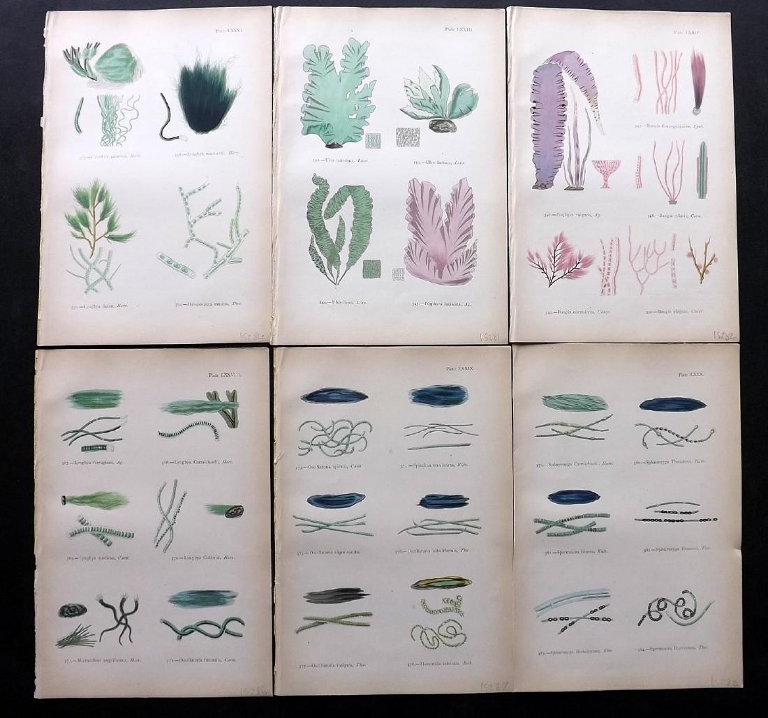 Gatty, Mrs Alfred 1872 Lot of 6 Seaweed Prints (1 of 2)