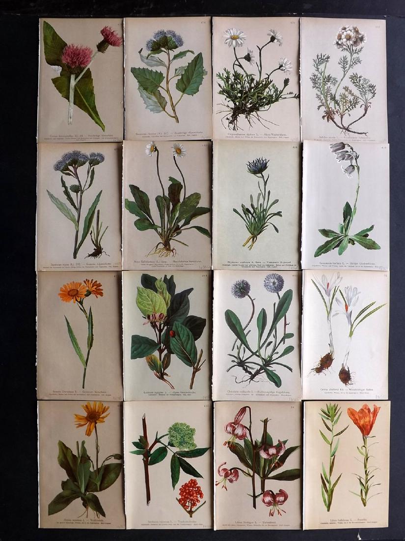 Hartinger, Anton 1897 Lot of 16 Botanical Prints: Chromolithographs Published 1897, Vienna for "Atlas der Alpenflora" by Anton Hartinger. Paper Size: 7.5 x 5 inch (19 x 13cm) Good Condition