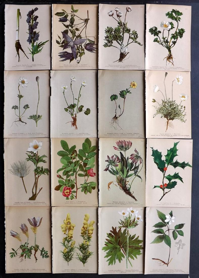 Hartinger, Anton 1897 Lot of 16 Botanical Prints: Chromolithographs Published 1897, Vienna for "Atlas der Alpenflora" by Anton Hartinger. Paper Size: 7.5 x 5 inch (19 x 13cm) Good Condition