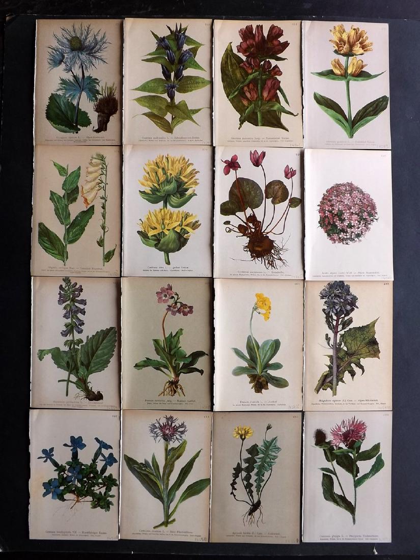 Hartinger, Anton 1897 Lot of 16 Botanical Prints: Chromolithographs Published 1897, Vienna for "Atlas der Alpenflora" by Anton Hartinger. Paper Size: 7.5 x 5 inch (19 x 13cm) Good Condition
