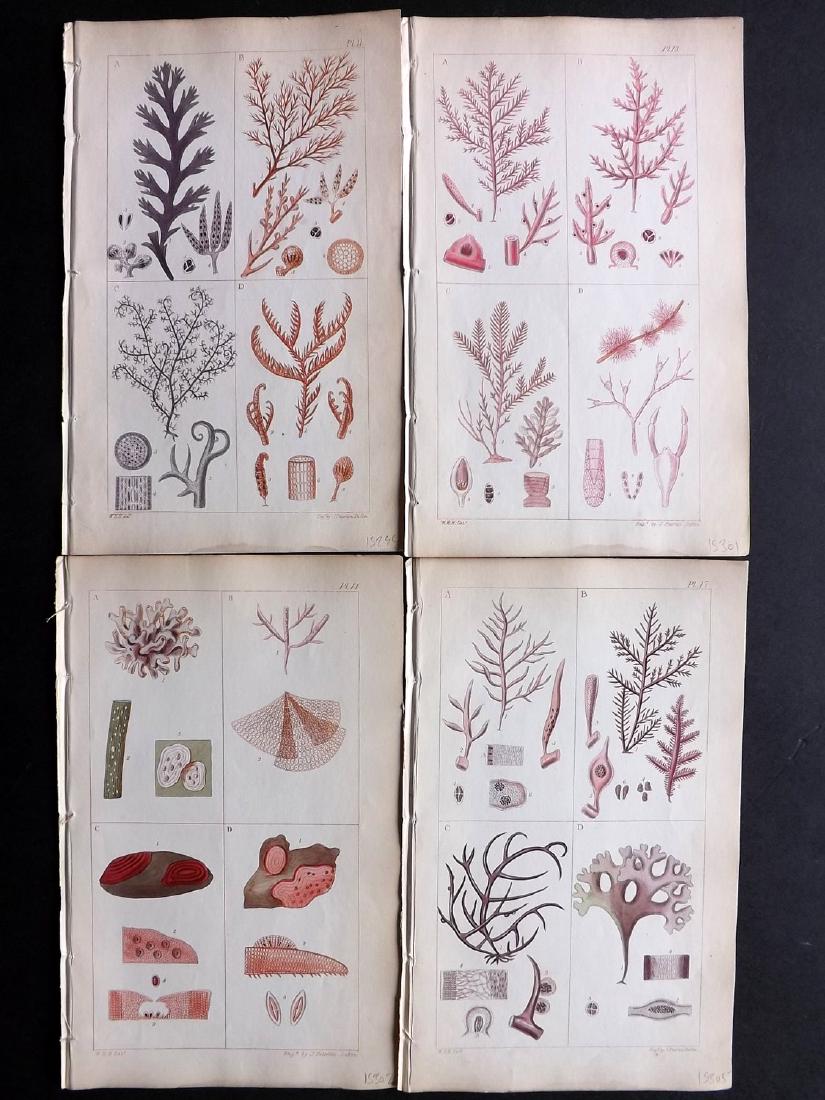 Harvey, William 1849 Lot of 4 Hand Col Seaweed Prints (1 of 2)