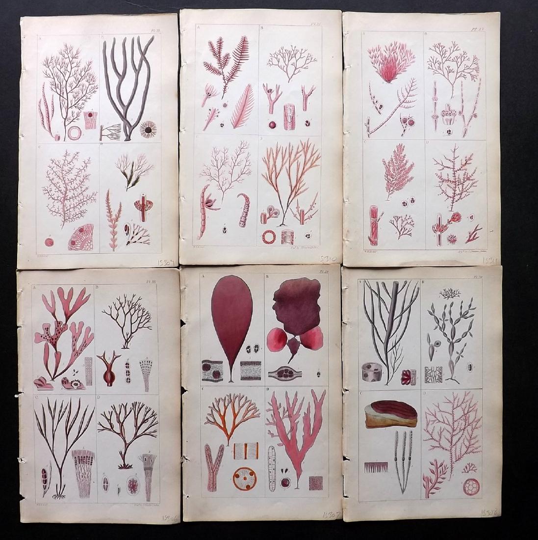 Harvey, William 1849 Lot of 6 Hand Col Seaweed Prints (1 of 2)