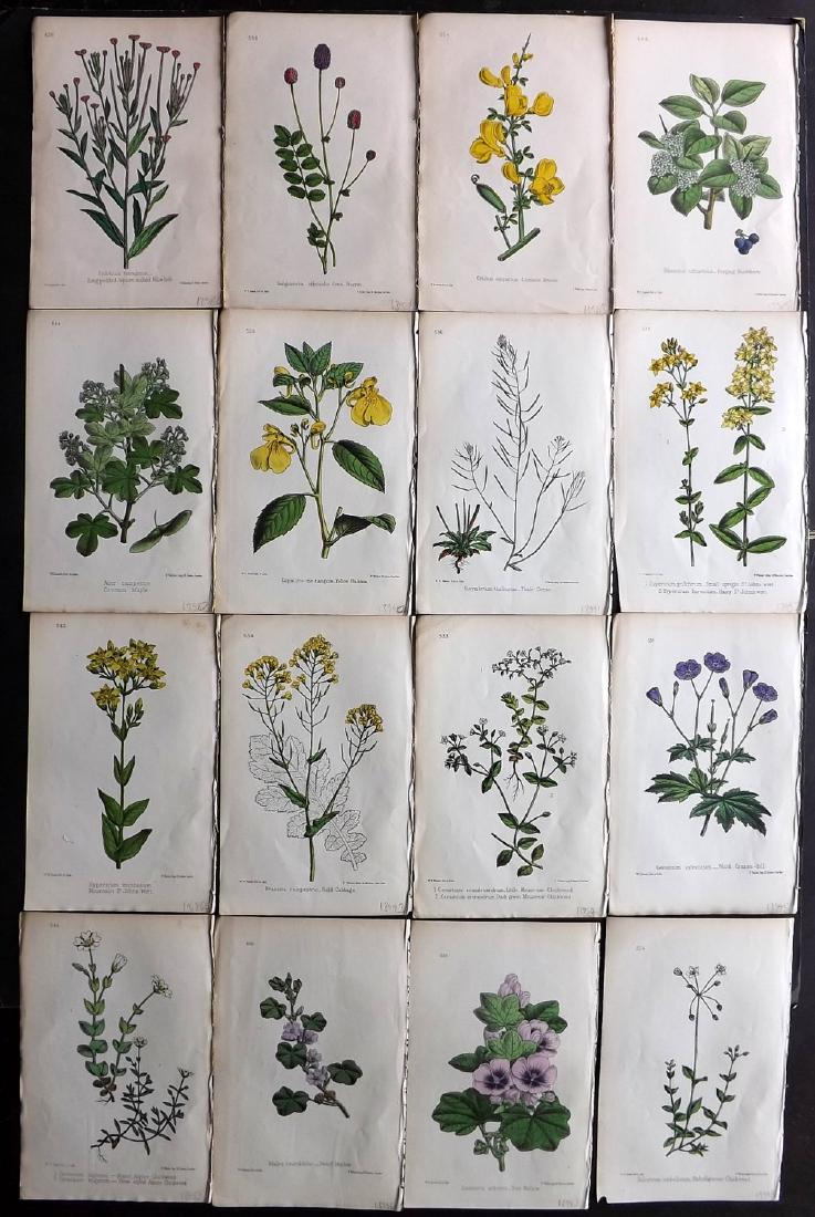 Hogg & Johnson C1870 Lot of 16 HCol Botanical Prints: Hand Coloured Lithographs Published 1863-1880, London for "The Wild Flowers of Great Britain" by Robert Hogg & George W. Johnson. Paper Size: 9 x 5.5 inch (23 x 14cm) Good Condition