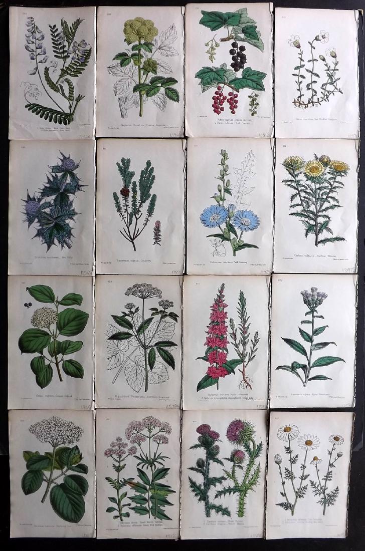 Hogg & Johnson C1870 Lot of 16 HCol Botanical Prints: Hand Coloured Lithographs Published 1863-1880, London for "The Wild Flowers of Great Britain" by Robert Hogg & George W. Johnson. Paper Size: 9 x 5.5 inch (23 x 14cm) Good Condition